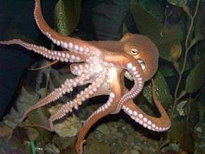 pulpo-1.jpg